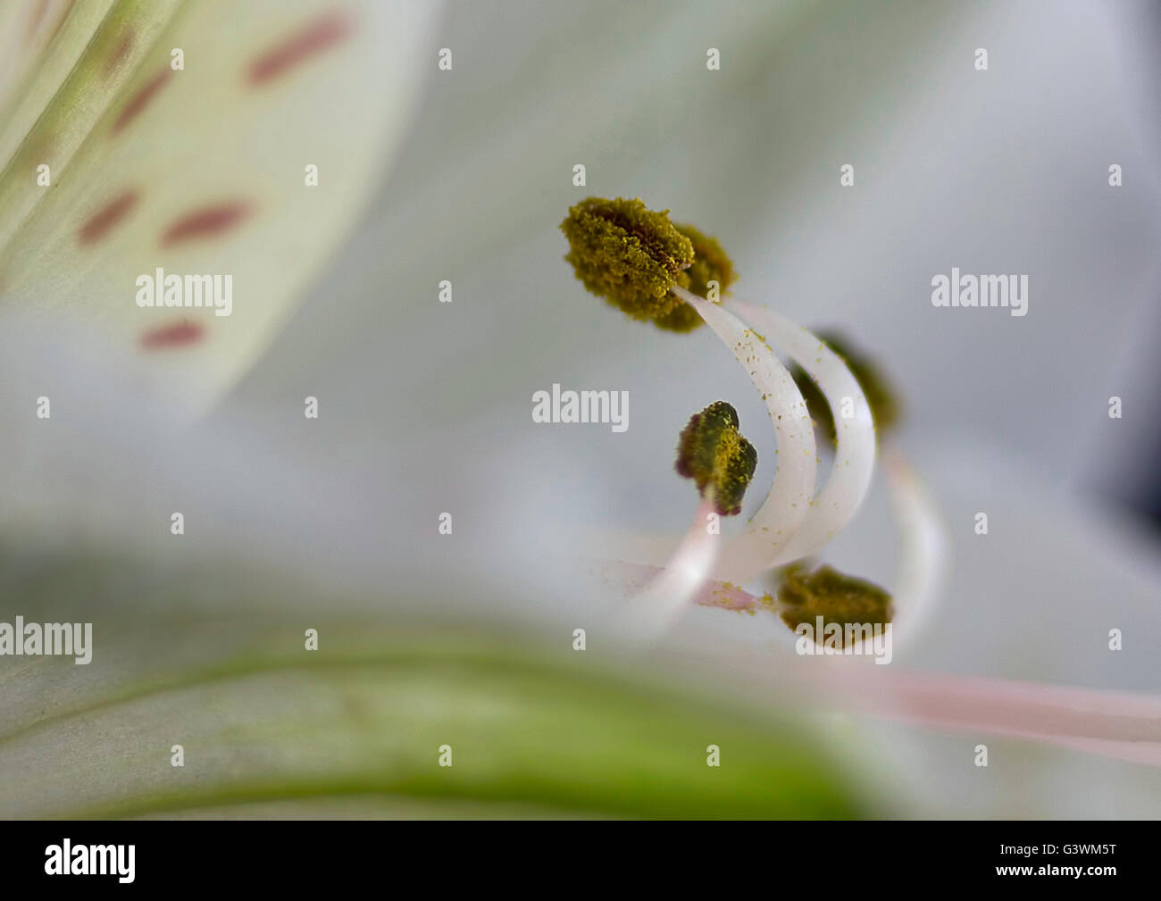 Eine Makroaufnahme einer Alstroemeria Blume zeigt die Staubblätter mit Pollen bedeckt Staubbeuteln. Stockfoto