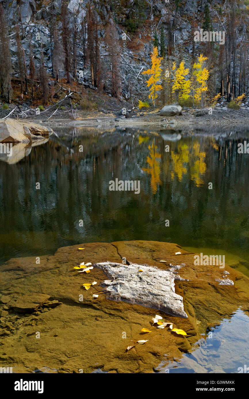 WASHINGTON - Herbstfarben auf Bäumen, die den Waldbrand entlang der Ufer des Eightmile-See in der alpinen Seen Wildnis überlebt. Stockfoto