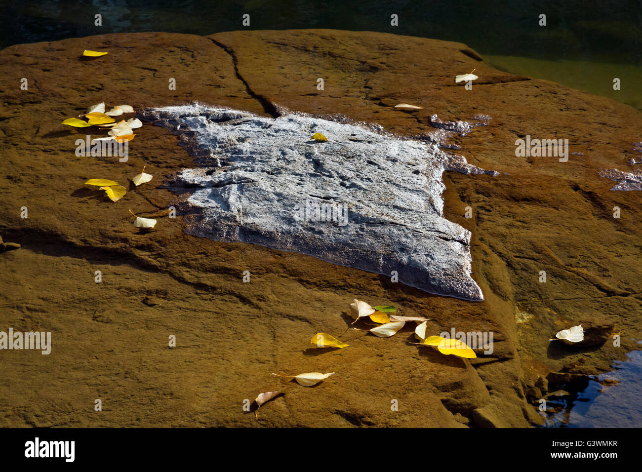 WASHINGTON - Blätter, die einen teilweise freiliegenden Felsen nahe dem Ufer des Eightmile-See in der alpinen See Wildnis im Umlauf. Stockfoto