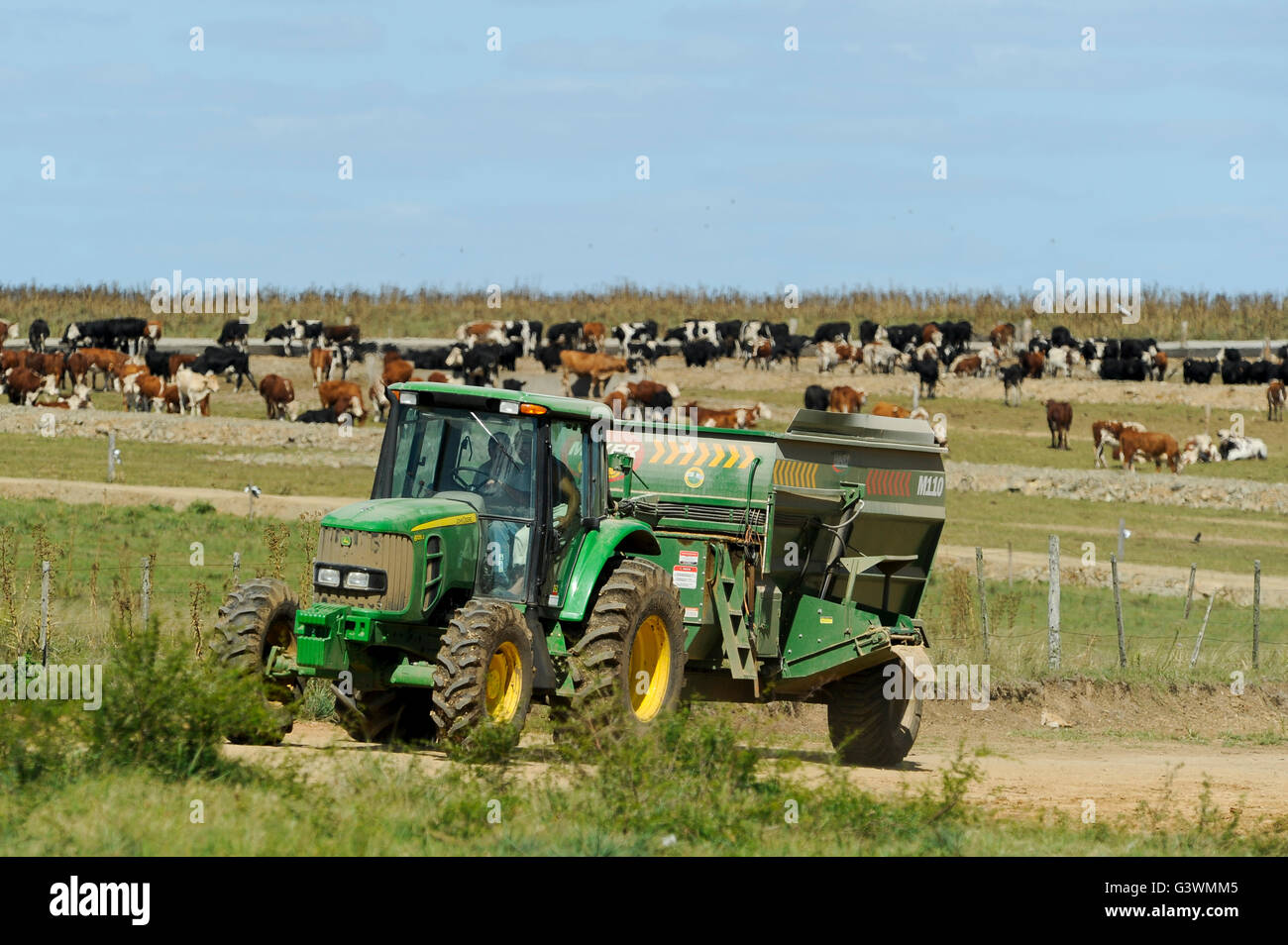 URUGUAY-Rinder auf dem Bauernhof, Futterrationen mit Mais für Kühe / URUGUAY Rinderfarm Futtermast Mit Mais in Sogenannten Futterrationen Stockfoto