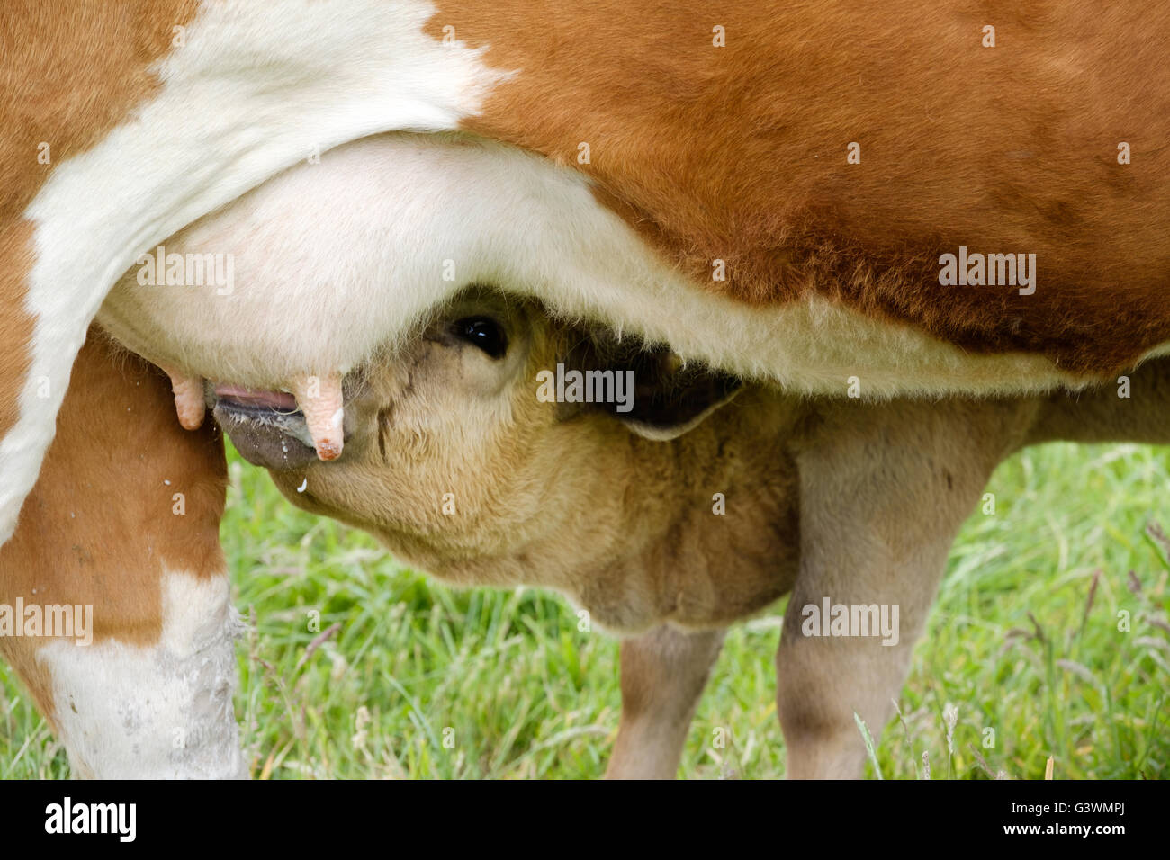 Ein junges Kalb trinken Milch aus seiner Mutter Euter Stockfoto