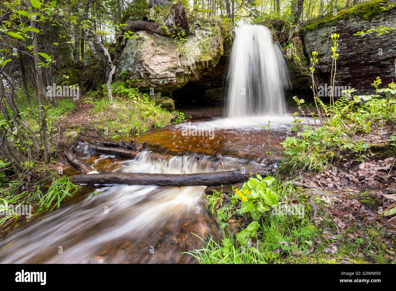 Sumpfdotterblumen sprießen vor Scott fällt. Au-Zug-Michigan Stockfoto