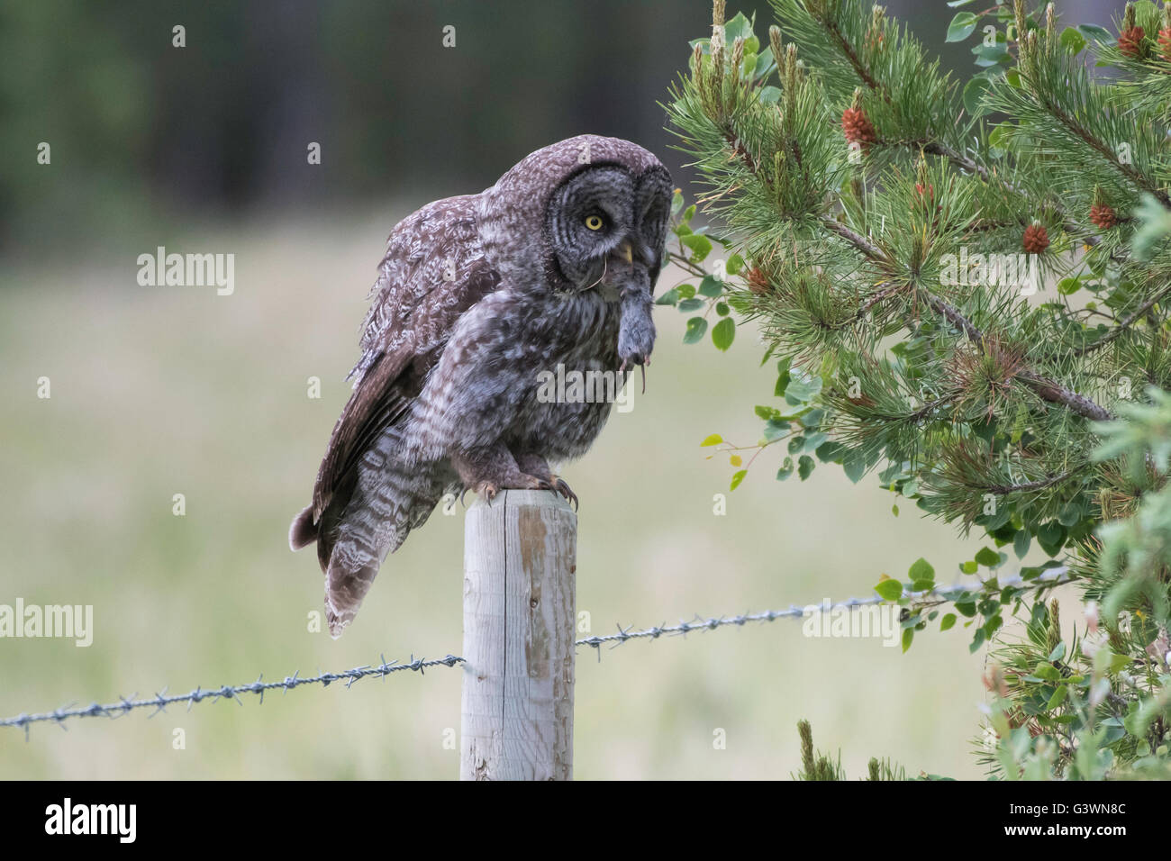 Eule mit Beute Stockfoto