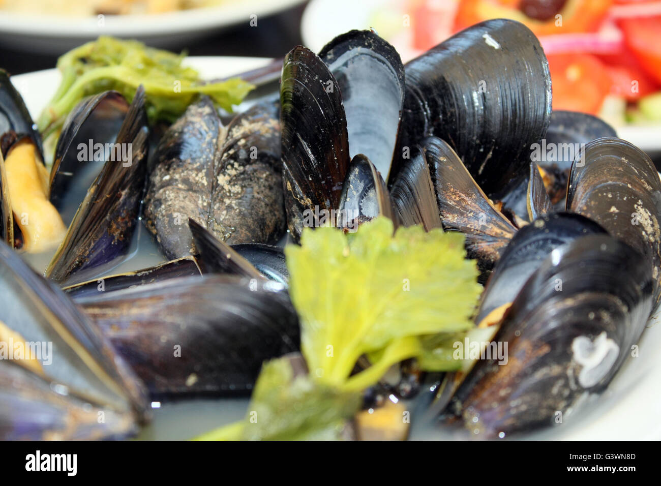 Muscheln Stockfoto