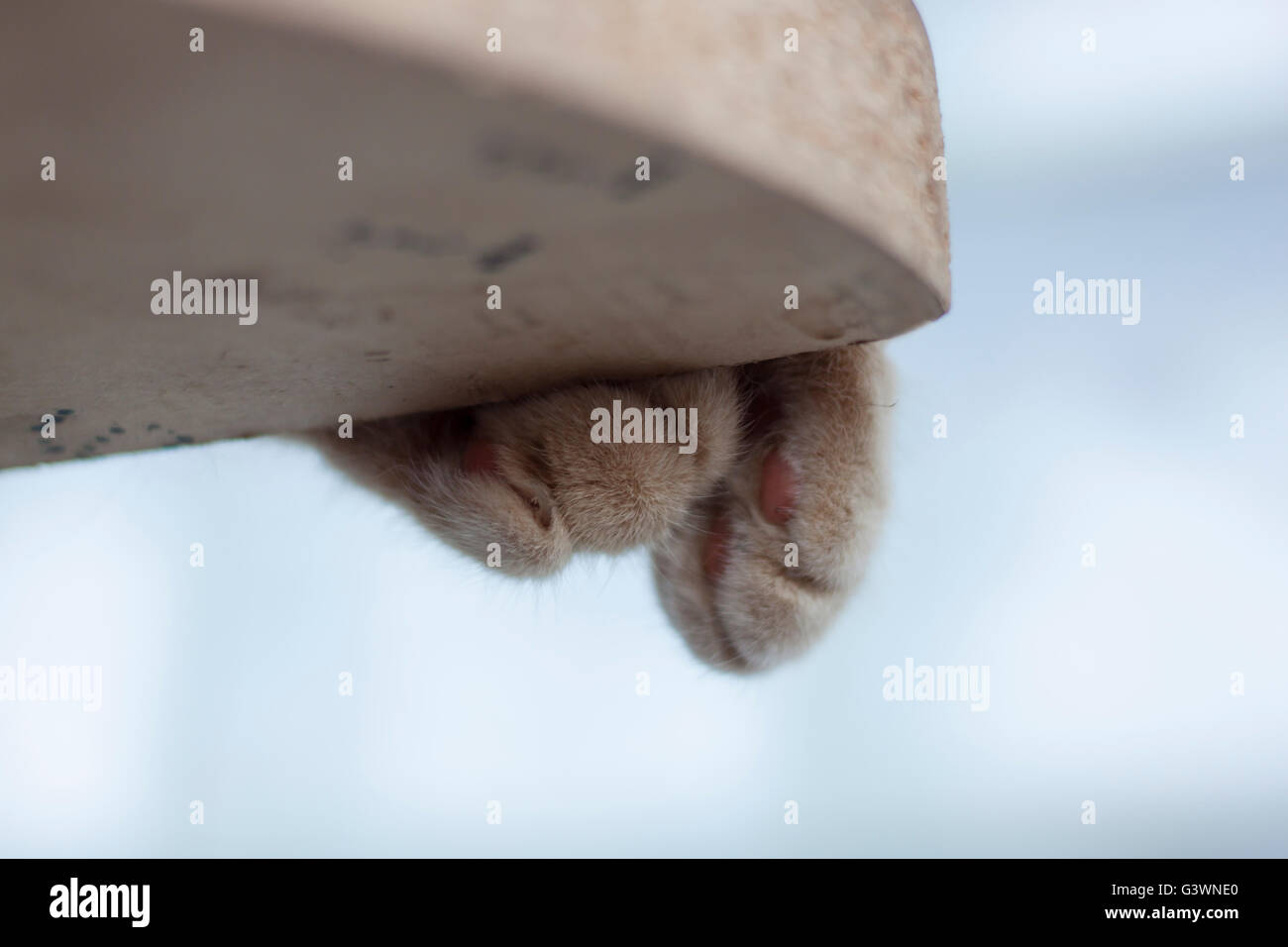 Katzenpfoten von unten betrachtet Stockfoto