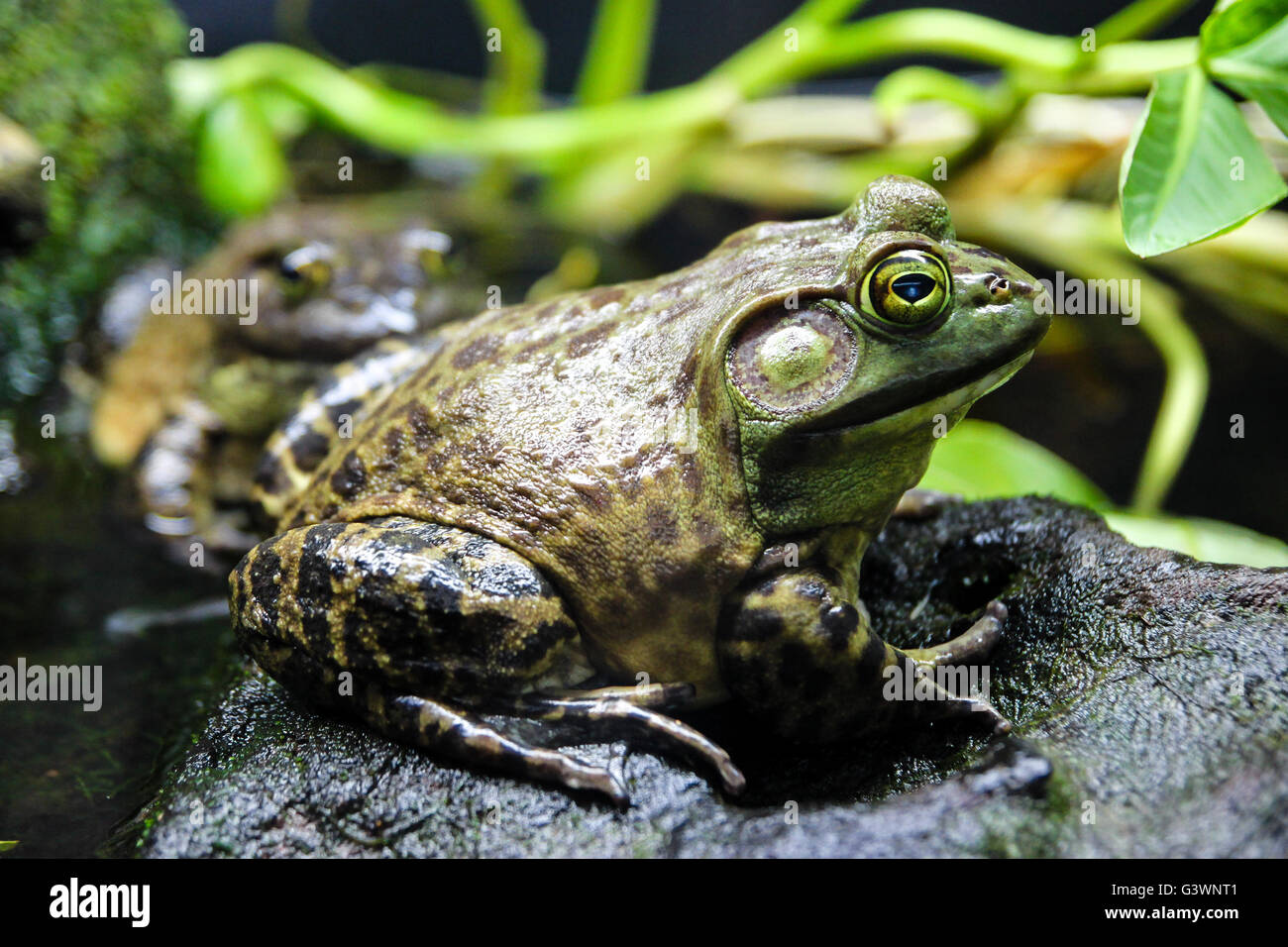 Gemeinsamen Bullfrog in seinem natürlichen Lebensraum. Stockfoto