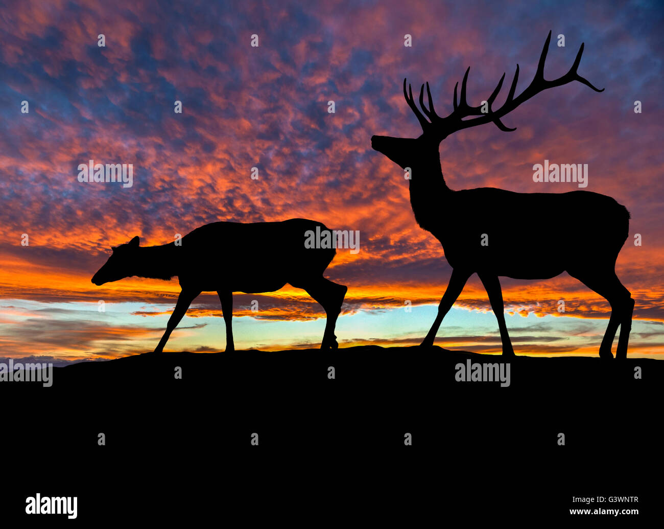 Silhouette von einem Rothirsch Stier Elch und eine weibliche Elch Kuh auf einem Berg mit dramatischen Sonnenuntergang im Hintergrund. Auch ein Stockfoto