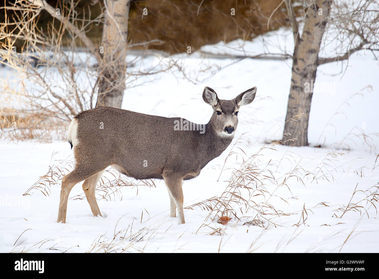 Ein Maultier-Rotwild auf der Suche nach Nahrung im Winterschnee von den kanadischen Rocky Mountains. Stockfoto
