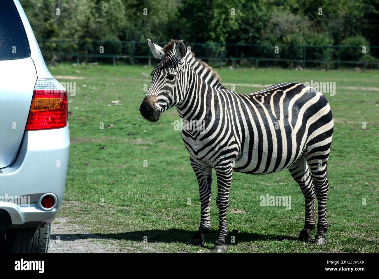 Ein Zebra kommt nah an ein Auto in einem Safari-Park. Stockfoto