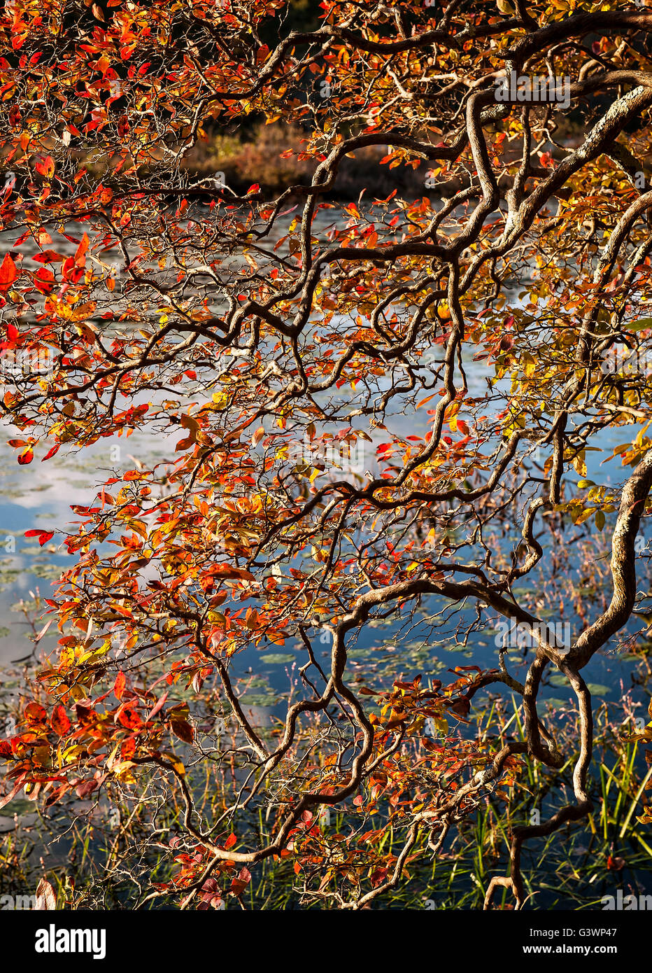 Herbst Baum Details, Vermont, USA. Stockfoto