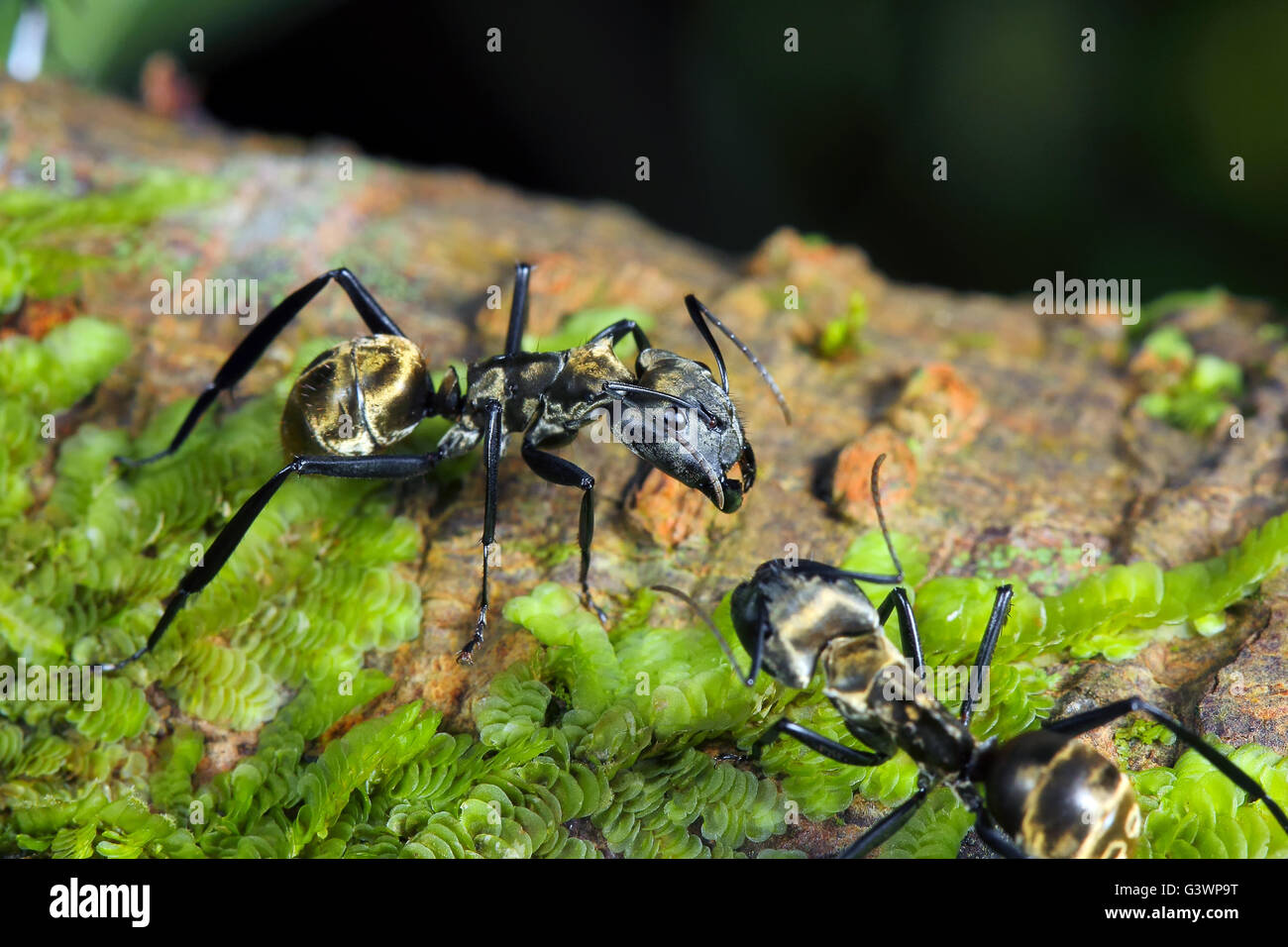 Camponotus Sericeiventris (Guérin-Méneville, 1838) Hymenoptera: Ameisen. Stockfoto