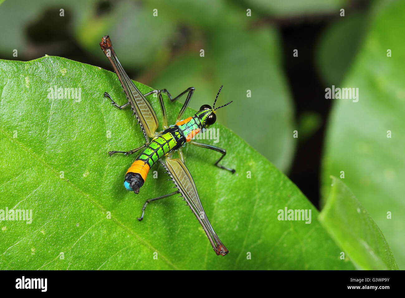 Eumastacidae orthoptera Fotos und Bildmaterial in hoher Auflösung Alamy