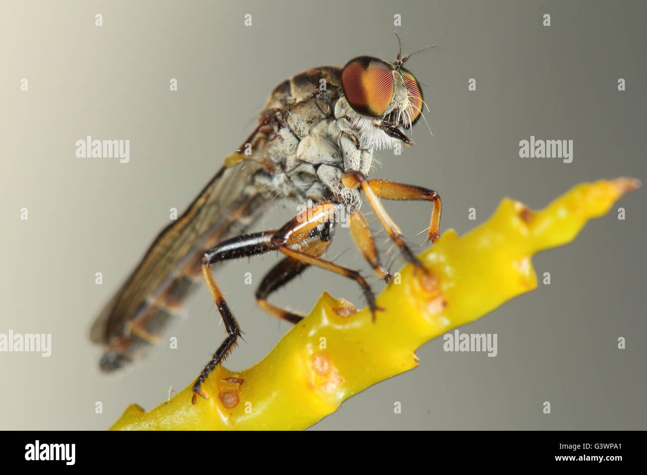 Ommatius ouachitensis Fotos und Bildmaterial in hoher Auflösung Alamy