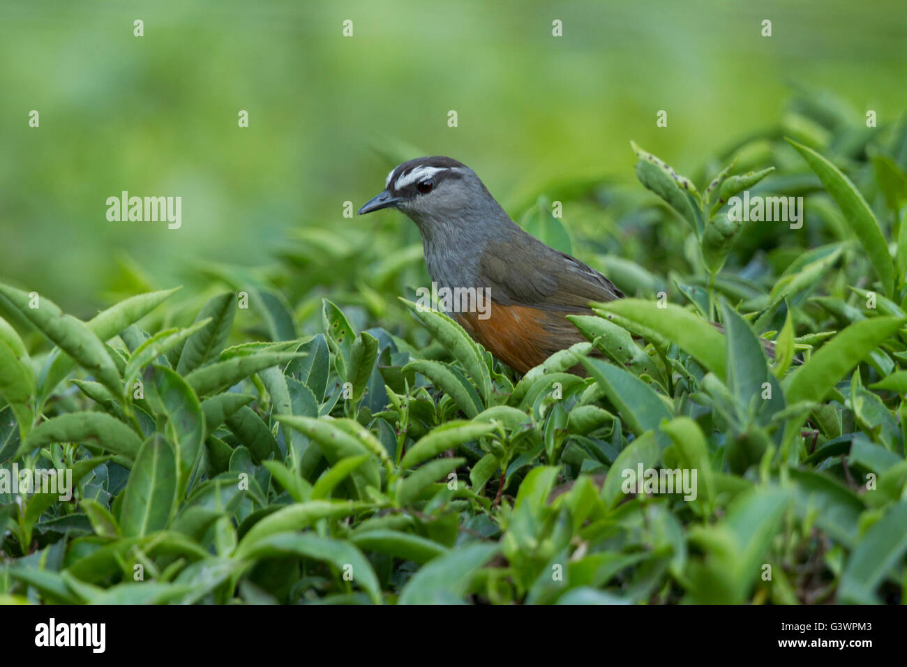 Kerala-Laughingthrush ist eine Art von Laughingthrush endemisch auf den Hügeln der Western Ghats in Südindien. Stockfoto