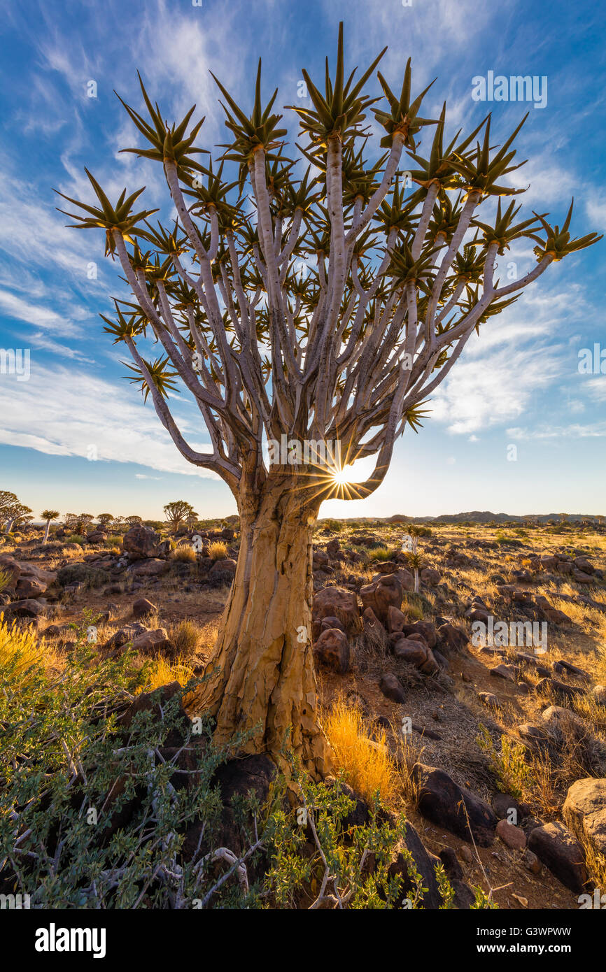 Der Köcherbaumwald (Kokerboom Woud in Afrikaans) ist ein Wald und touristische Attraktion der Süden Namibias. Stockfoto