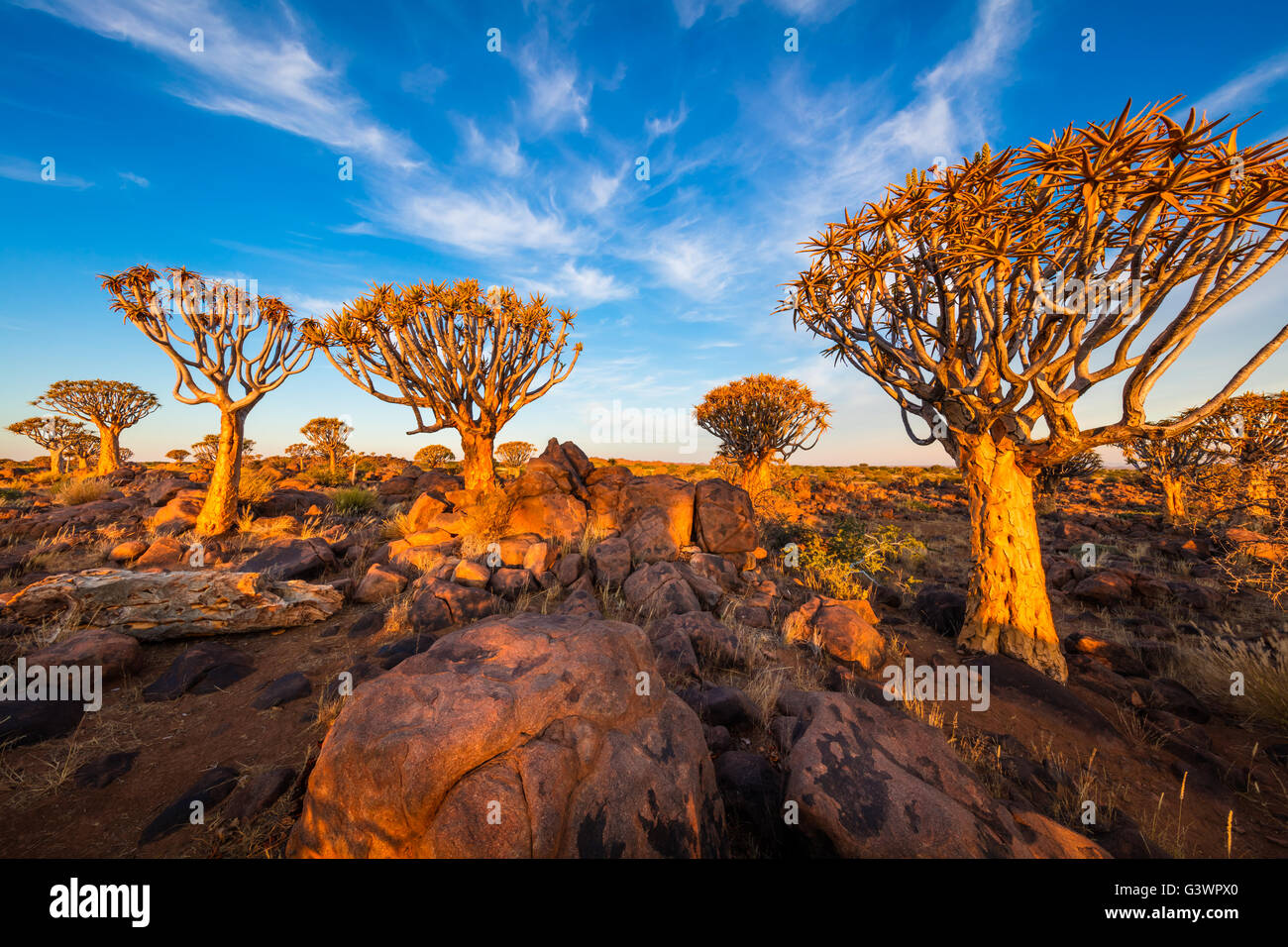 Der Köcherbaumwald (Kokerboom Woud in Afrikaans) ist ein Wald und touristische Attraktion der Süden Namibias. Stockfoto