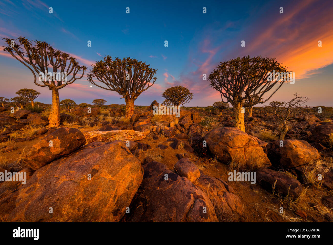 Der Köcherbaumwald (Kokerboom Woud in Afrikaans) ist ein Wald und touristische Attraktion der Süden Namibias. Stockfoto