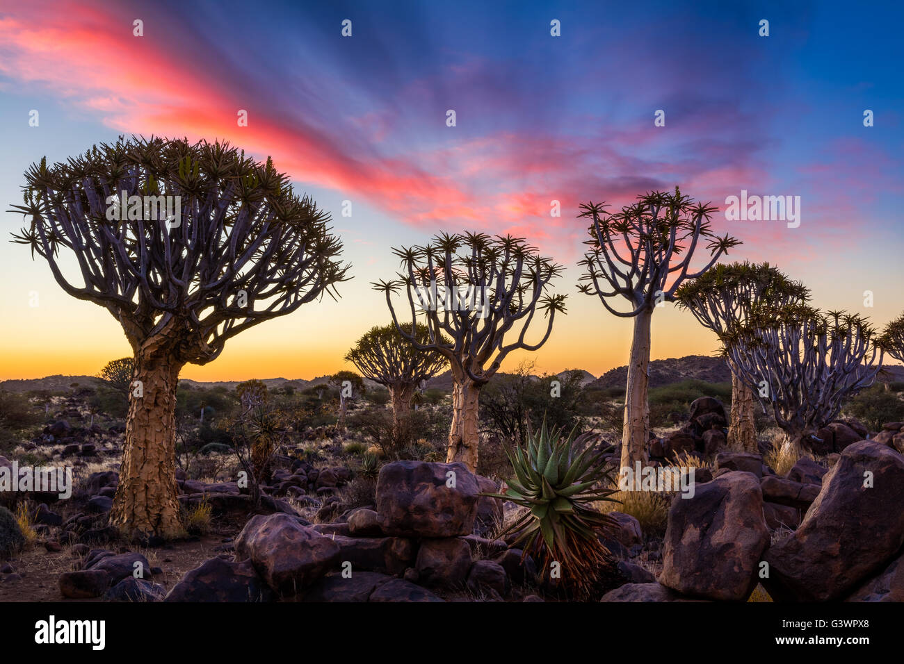 Der Köcherbaumwald (Kokerboom Woud in Afrikaans) ist ein Wald und touristische Attraktion der Süden Namibias. Stockfoto