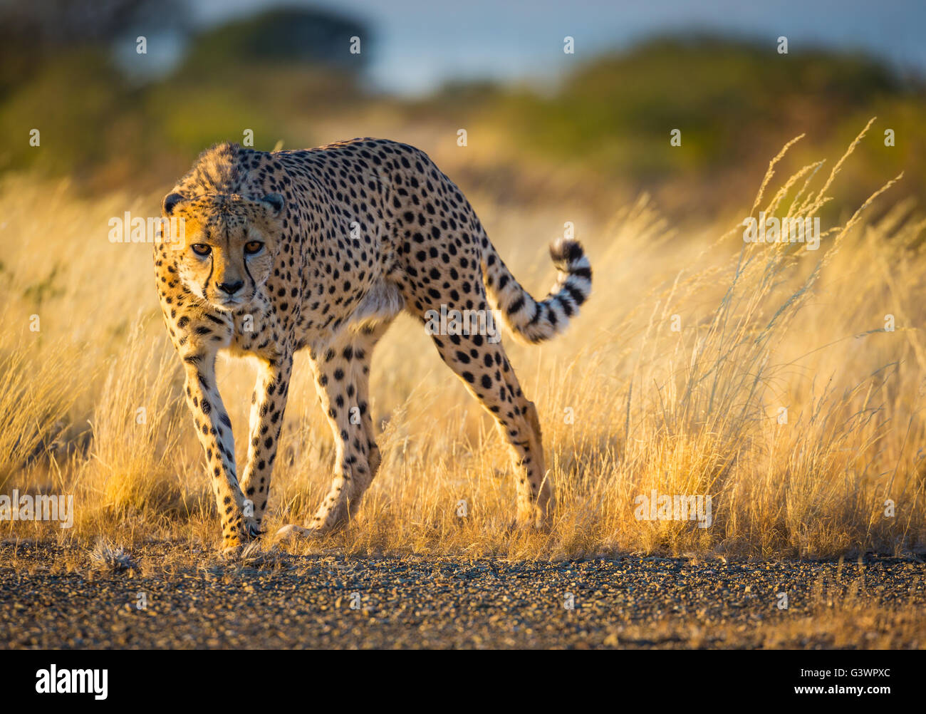 Der Gepard (Acinonyx Jubatus) ist eine große Katze, die vor allem im östlichen und südlichen Afrika auftritt. Stockfoto