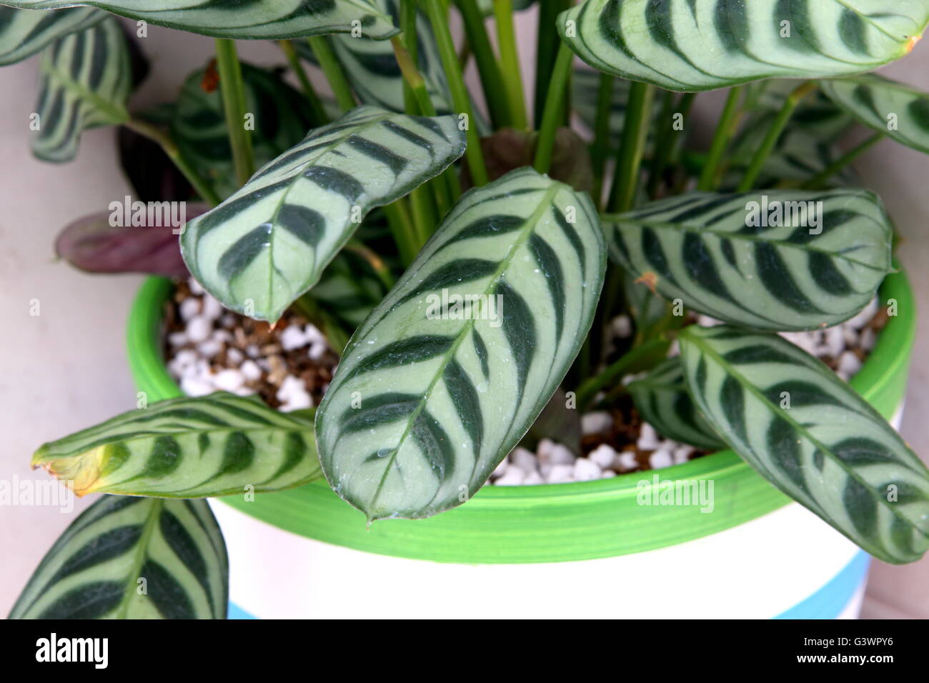 japanische bume bonsai Bonsai Anzuchtset kaufen  Handmade & Plastikfrei