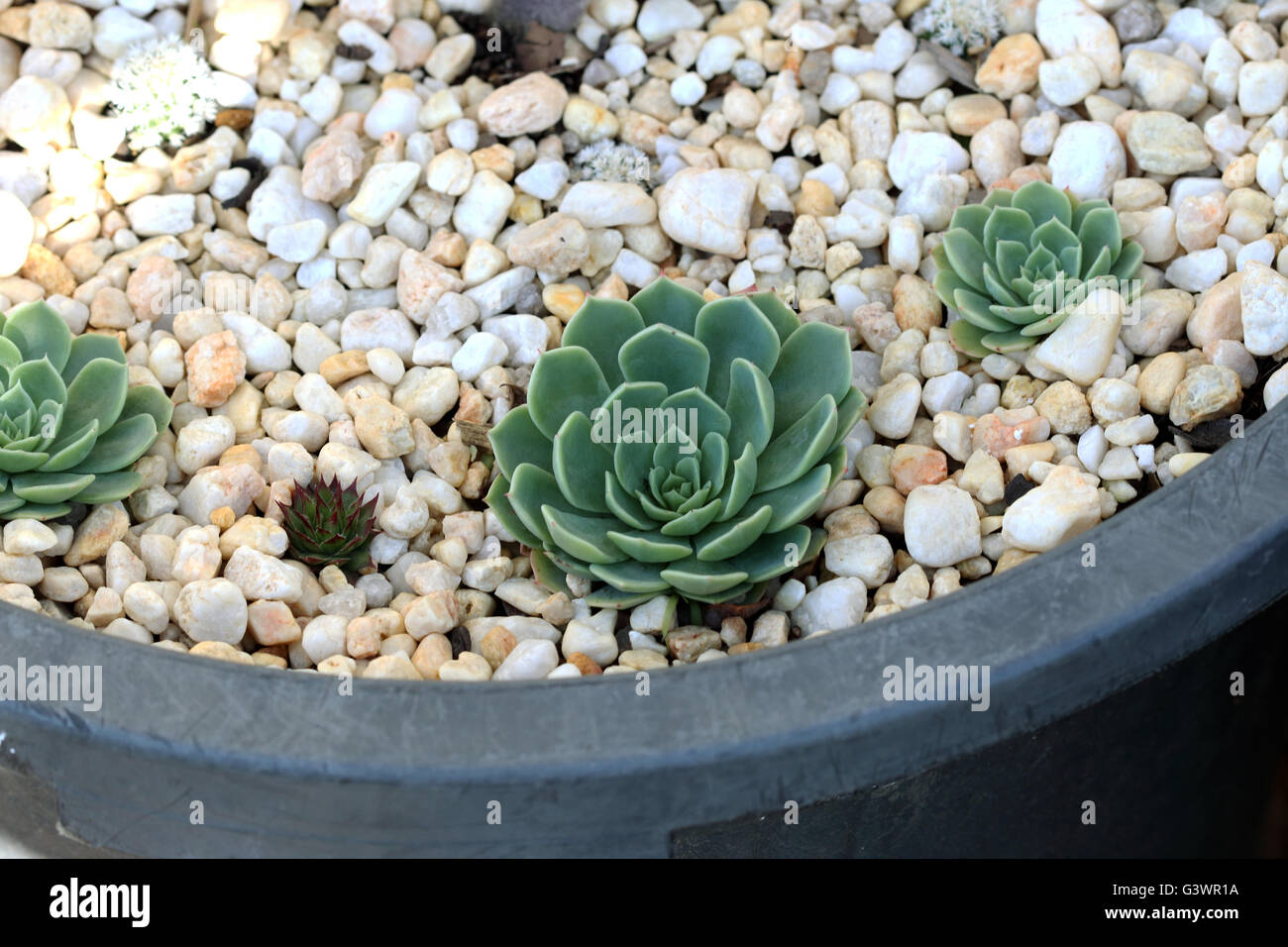 Echeveria Glauca oder bekannt als grüne Rose saftigen wächst in einem Topf mit Kies oder bekannt als Aeonium hautnah Stockfoto