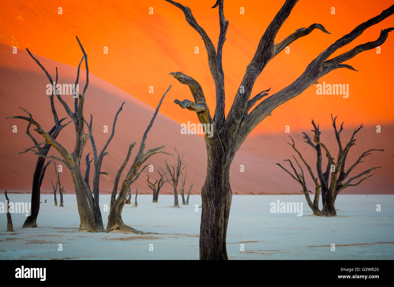 Deadvlei ist eine weiße Lehmpfanne befindet sich in der Nähe der berühmteren Salz Pfanne des Sossusvlei im Namib-Naukluft Park in Namibia Stockfoto