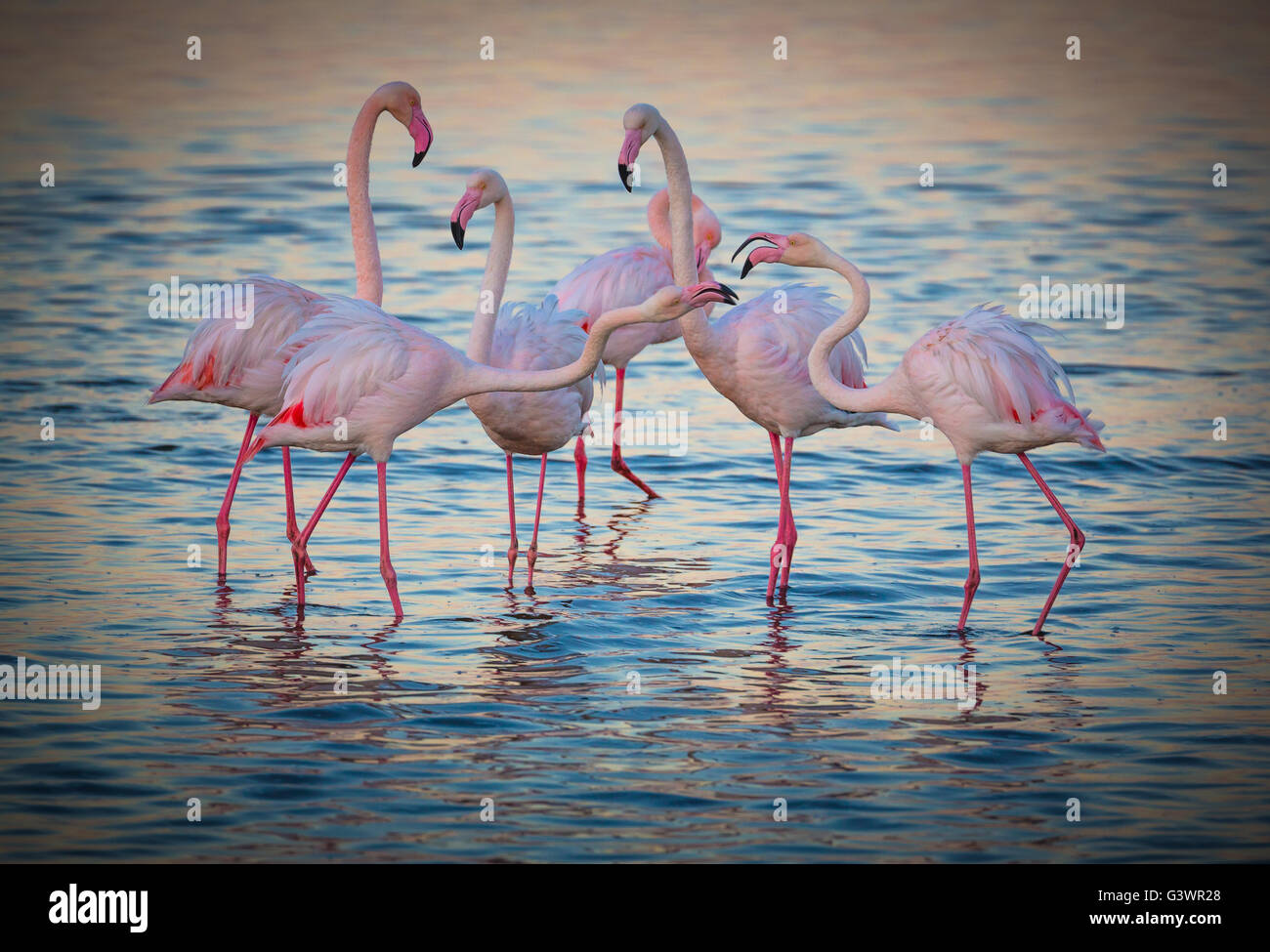 Flamingos sind eine Art waten Vogel der Gattung Phoenicopterus, die einzige Gattung in der Familie Phoenicopteridae. Stockfoto
