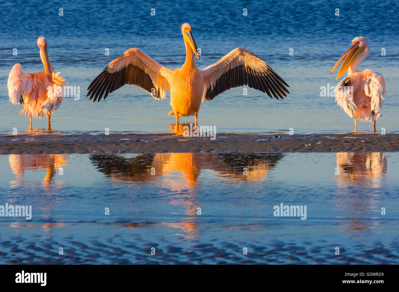 Große weiße Pelikane in Walvis Bay, Namibia. Stockfoto