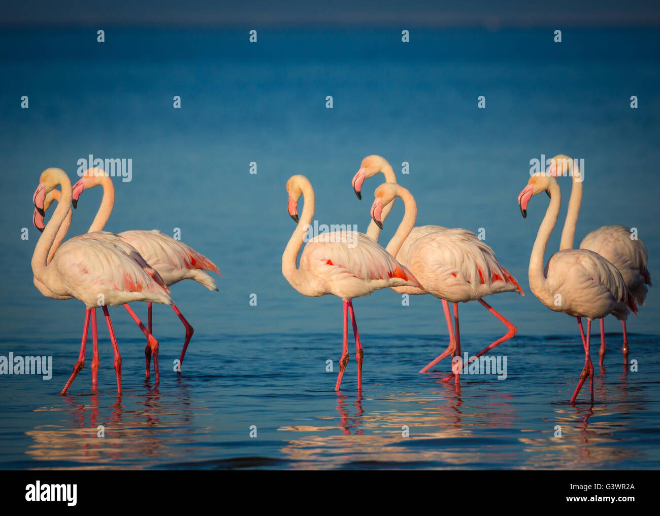 Flamingos sind eine Art waten Vogel der Gattung Phoenicopterus, die einzige Gattung in der Familie Phoenicopteridae. Stockfoto