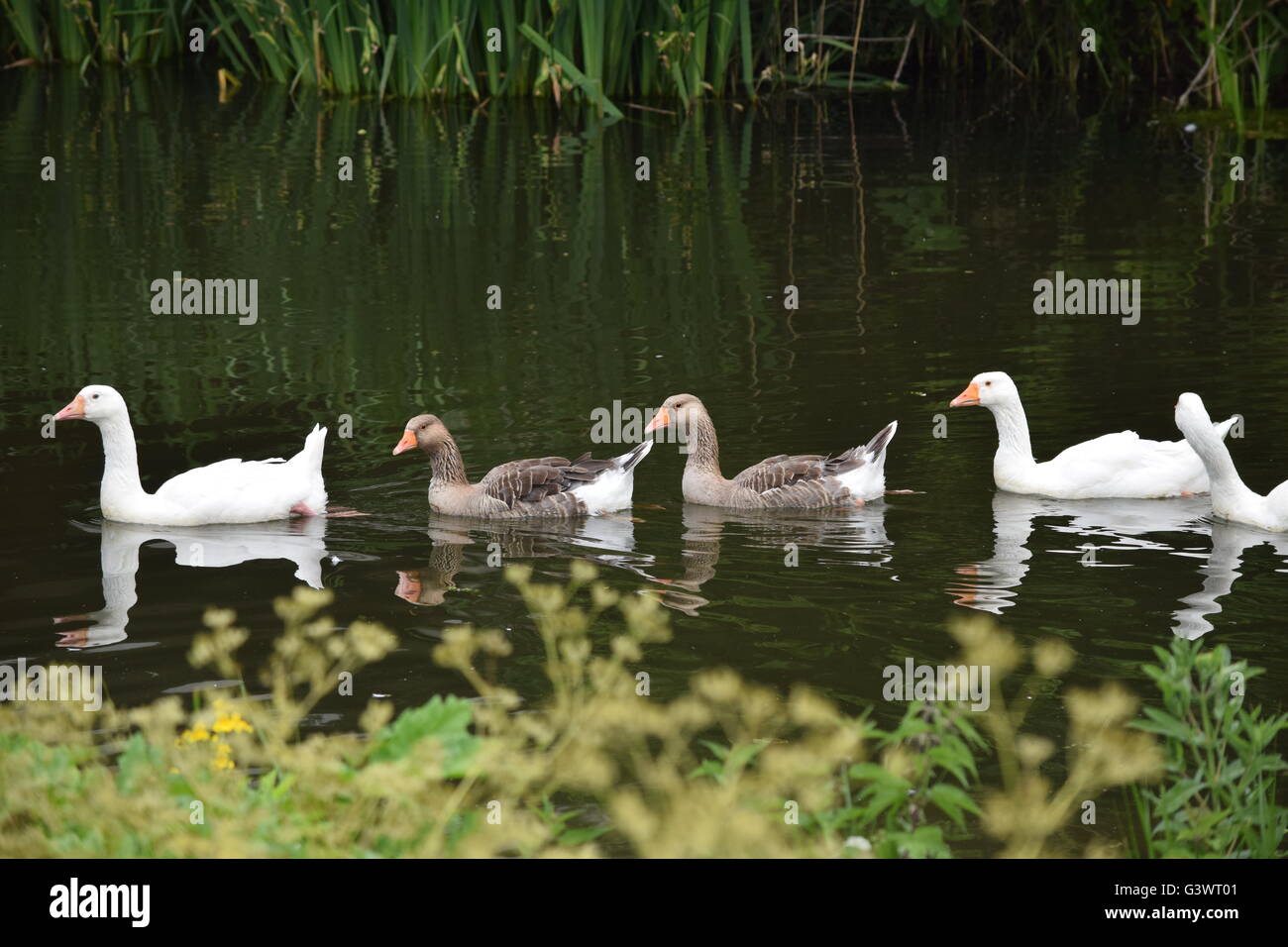 Gänse schwimmen in einer Reihe Stockfoto