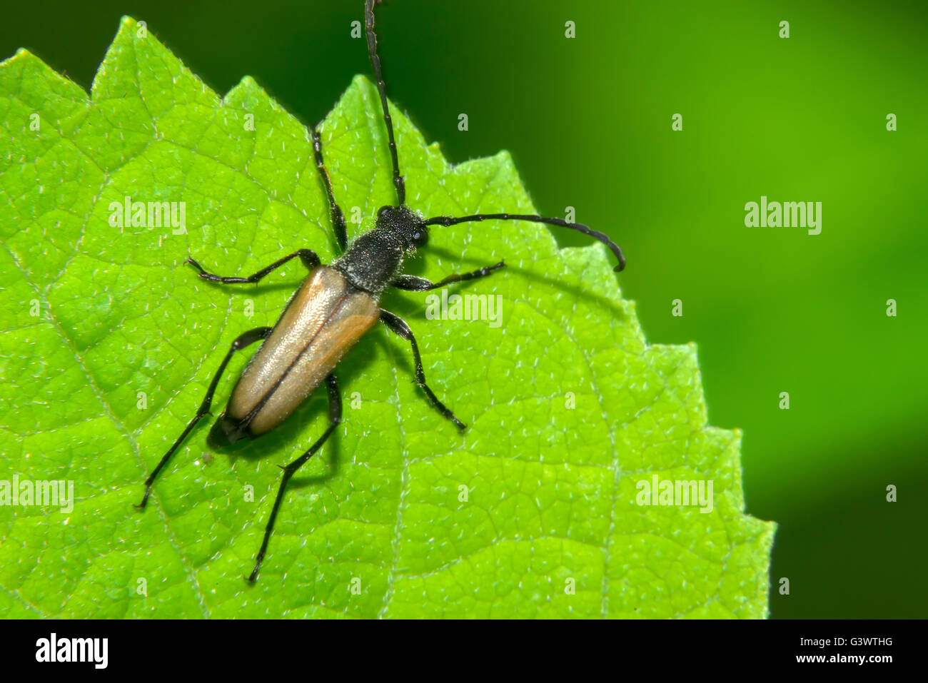 Braune Käfer mit großen Ohren festhalten an einem grünen Blatt Stockfoto