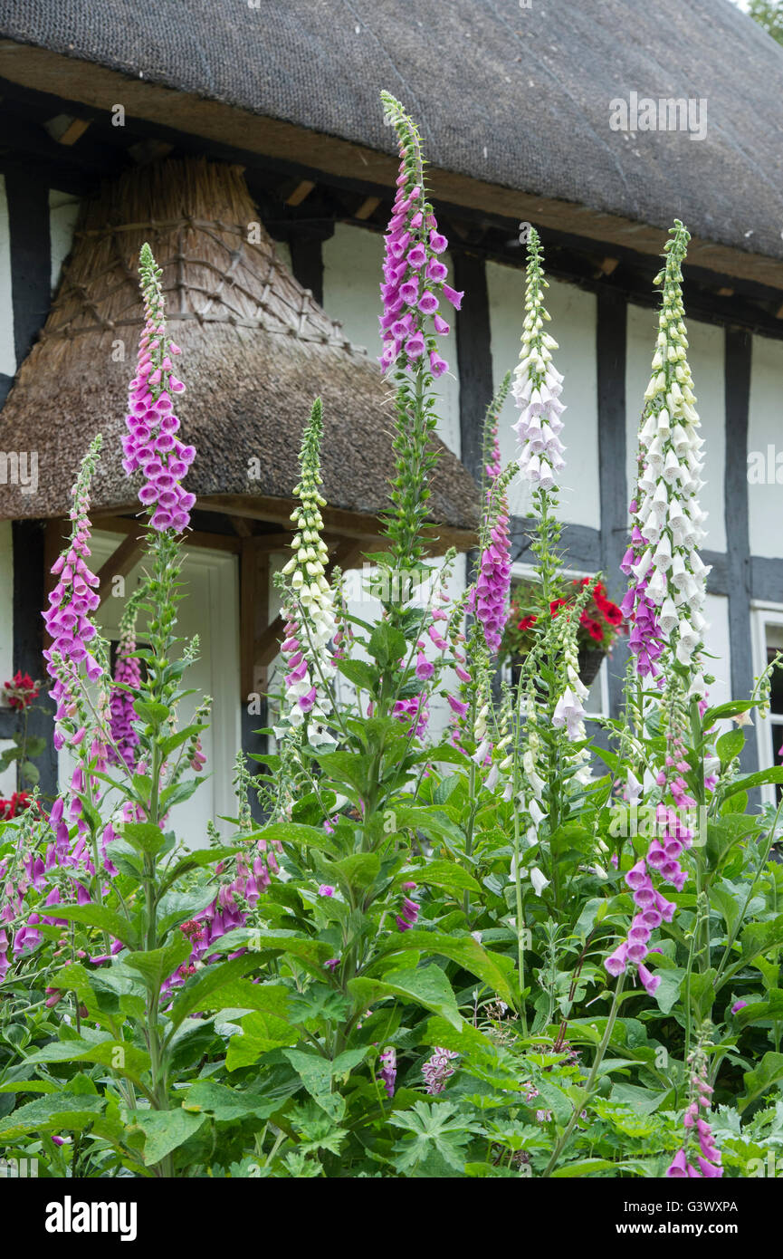 Traditionelle eiche gerahmte veranda Fotos und Bildmaterial in hoher