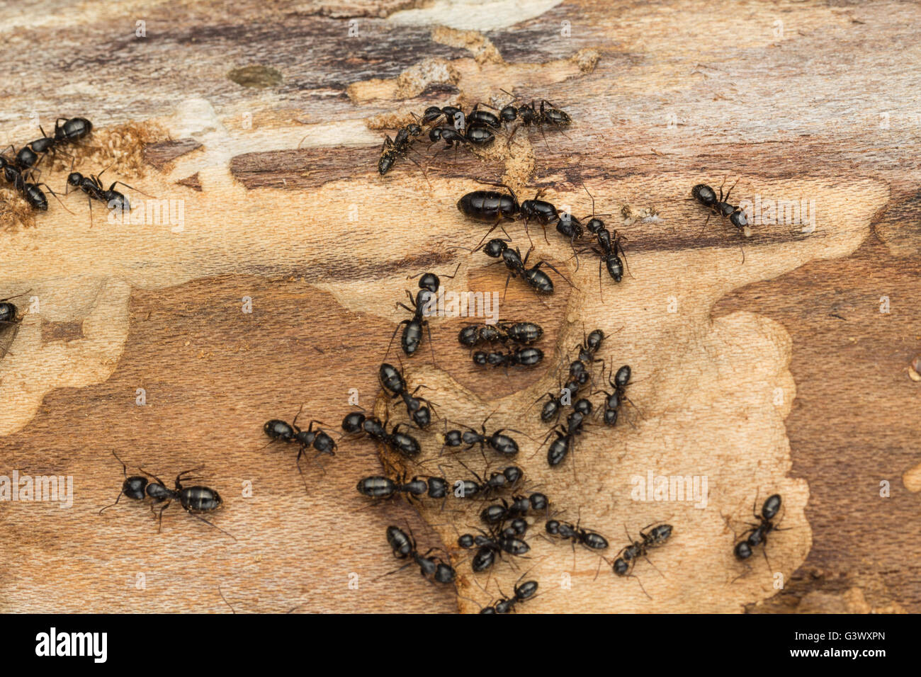 Grosse Schwarze Ameisen Unter Rinde Von Brennholz Wahrscheinlich Tischlerameisen Camponotus Pennsylvanicus Stockfotografie Alamy