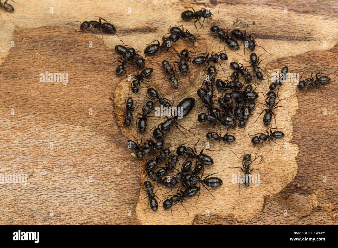 Grosse Schwarze Ameisen Unter Rinde Von Brennholz Wahrscheinlich Tischlerameisen Camponotus Pennsylvanicus Stockfotografie Alamy
