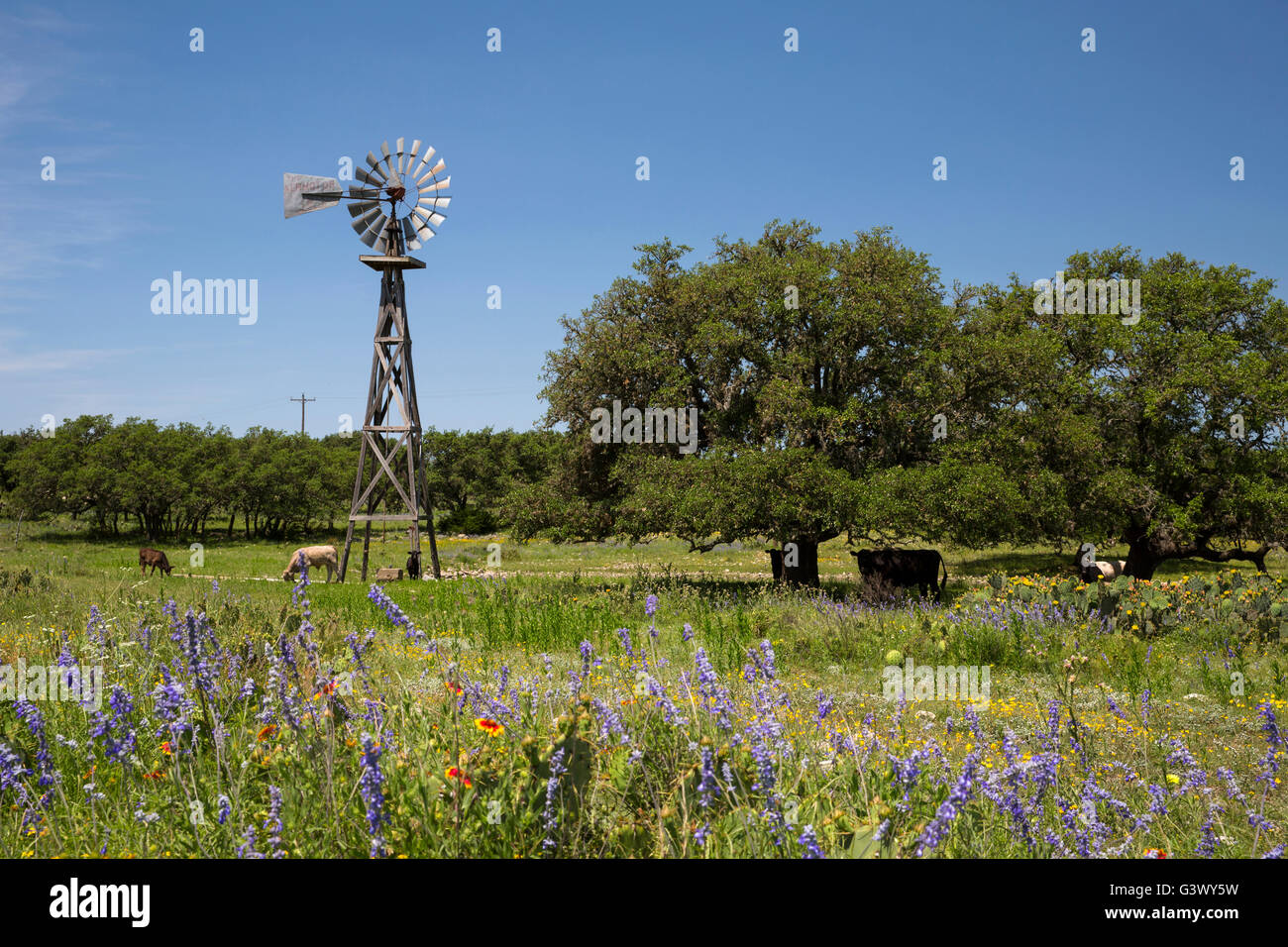 Texas Ranch Szene mit Windmühle, Longhorns, Wildblumen und Eichen Stockfoto