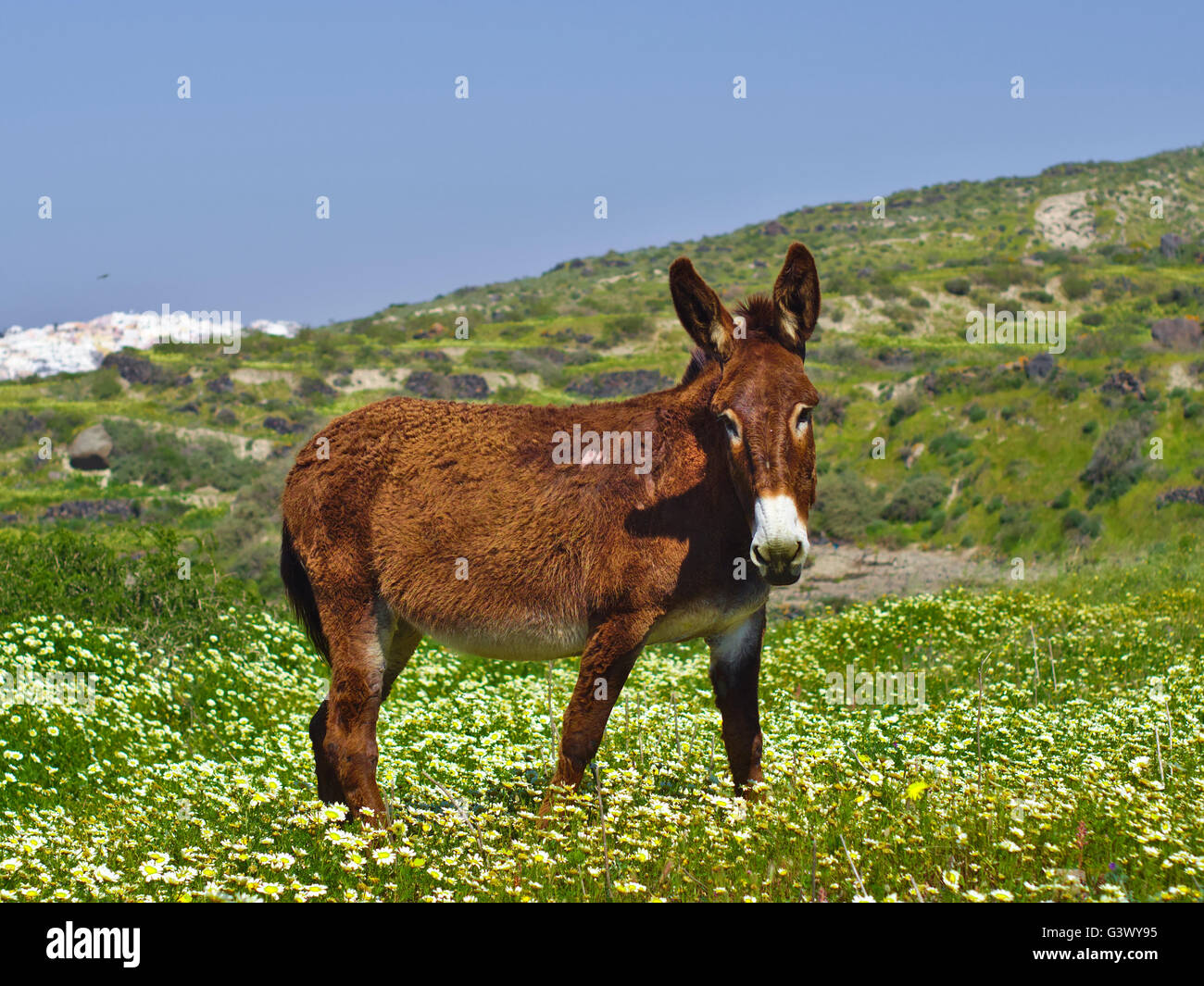 Santorini-Mule Stockfoto