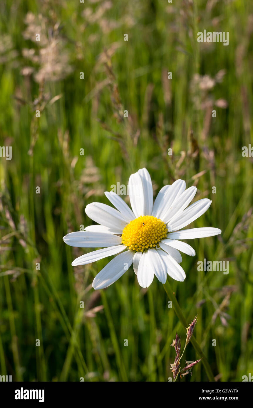 Einsame Gänseblümchen Blume mitten in blühenden Wildgräser Stockfoto