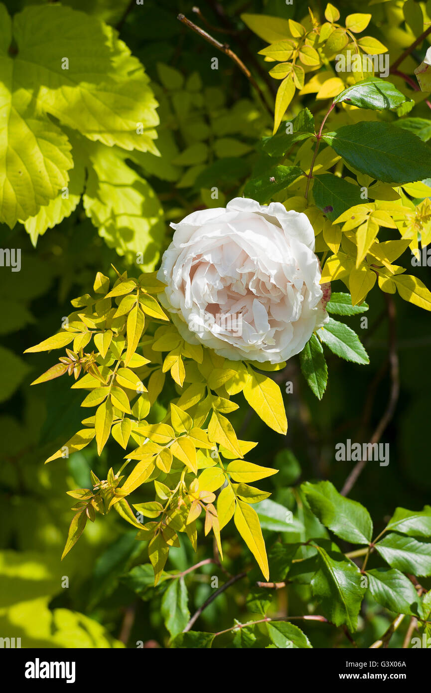 Rose Madame Alfred Carriere Klettern mit Jasmin und golden hop Stockfoto