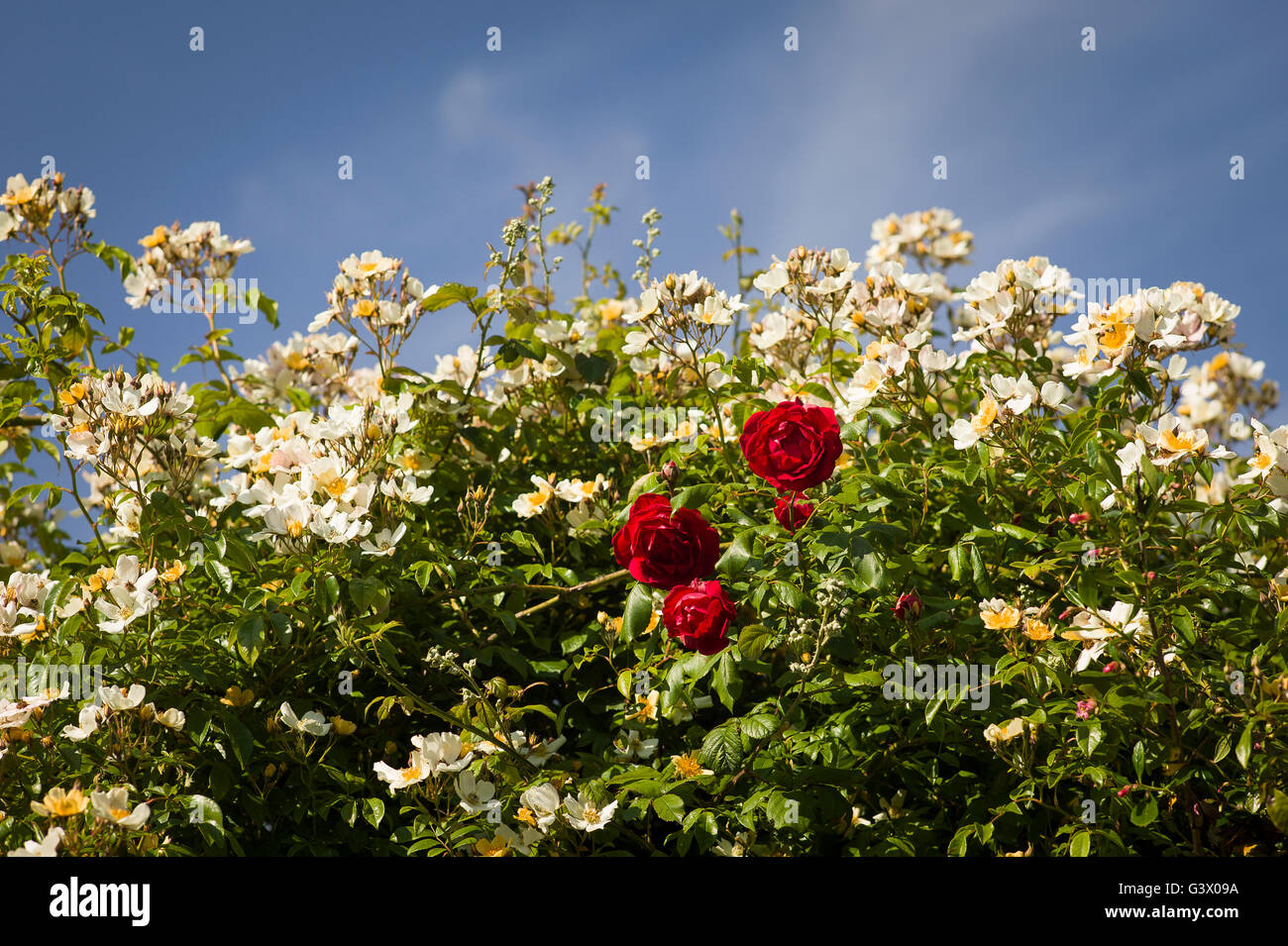Rote rose Danse de Feu erscheint mitten in eine Masse von cremig weißen Blüten oder Rosa Hochzeitstag Stockfoto