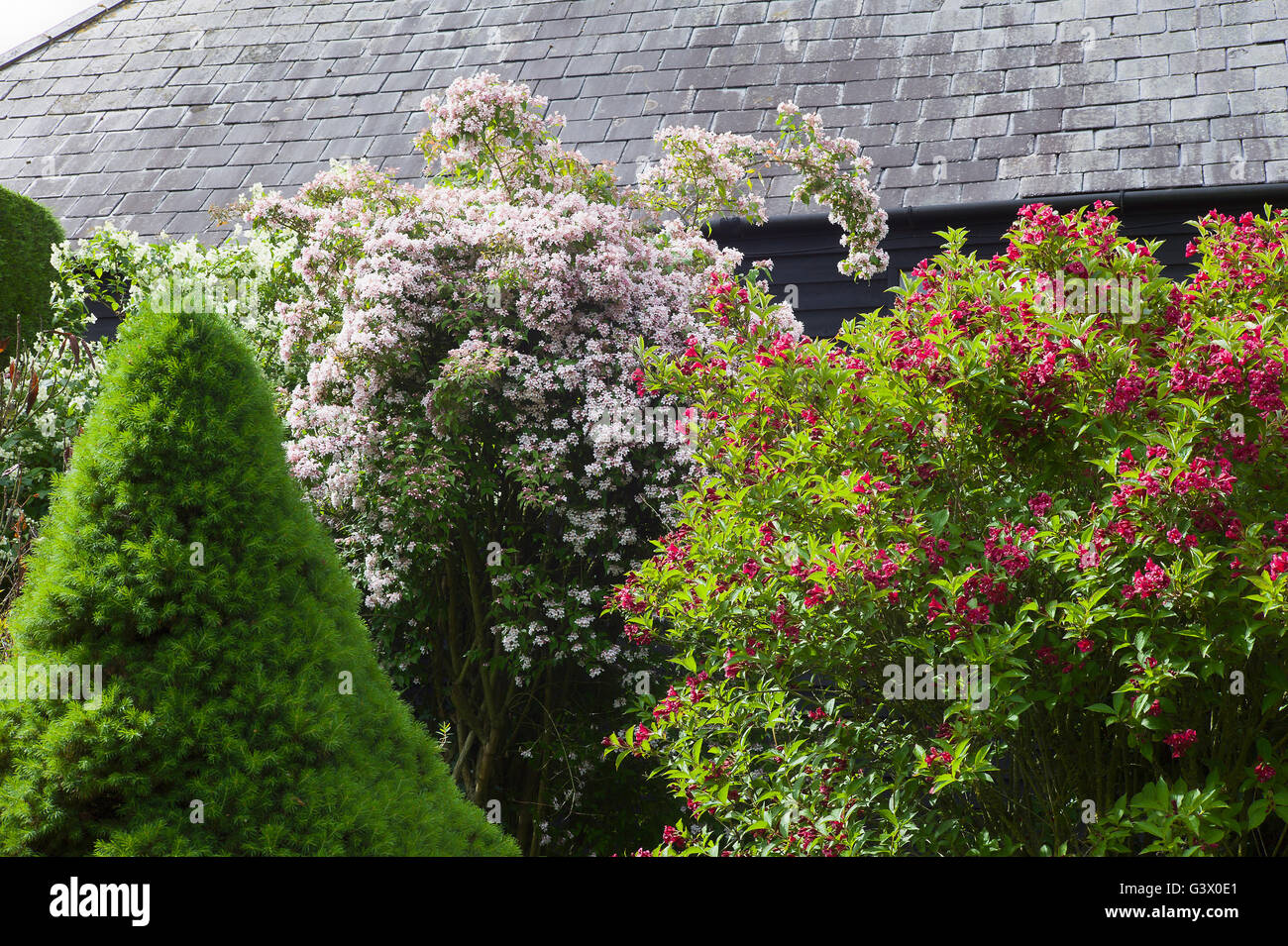 Gemischte Reifen Sträucher im Garten eine kleine Seite Stockfoto