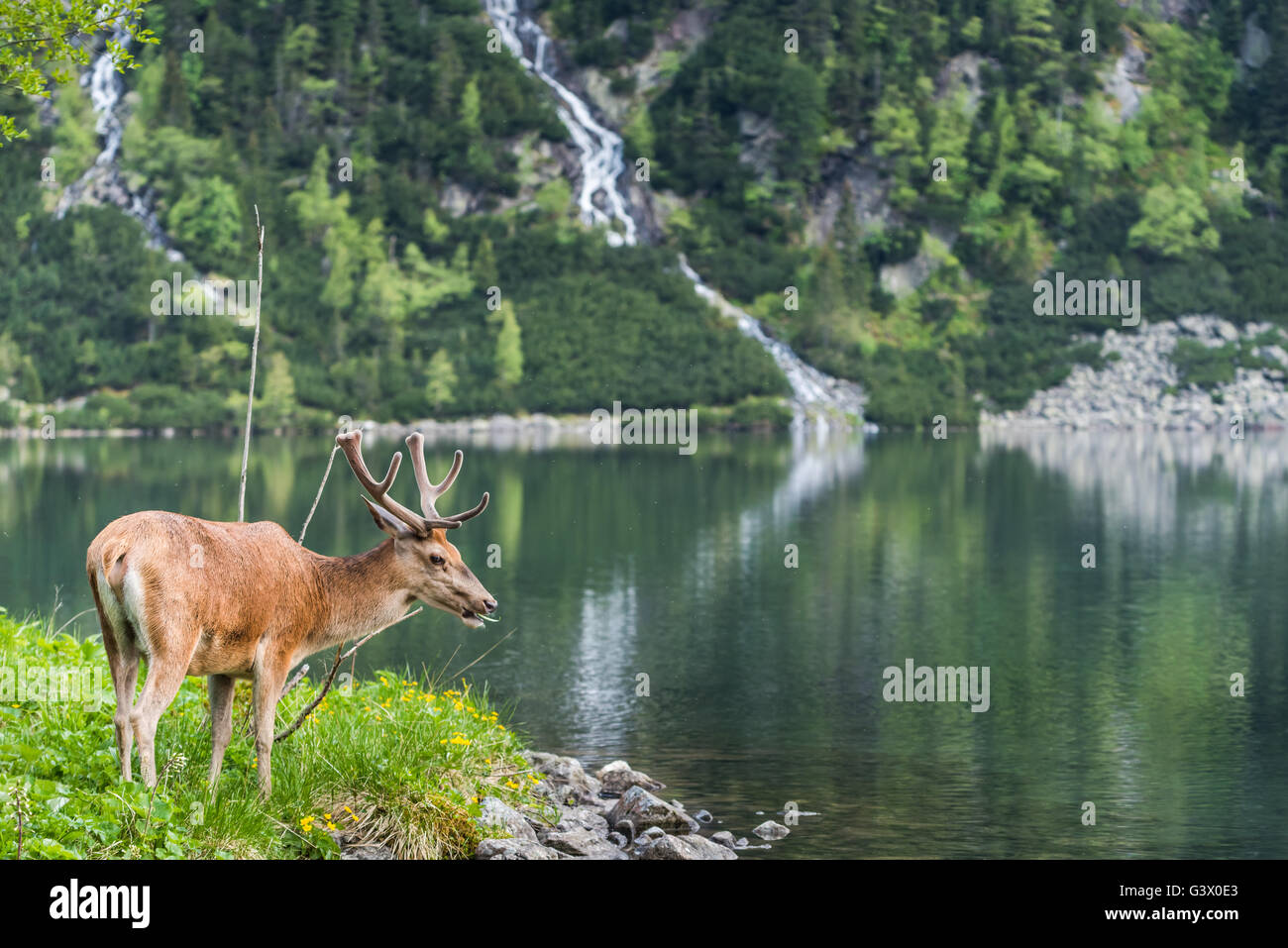 Reh Hirsch über alpine Teich in Polen. Wilder Bach im Hintergrund. Stockfoto