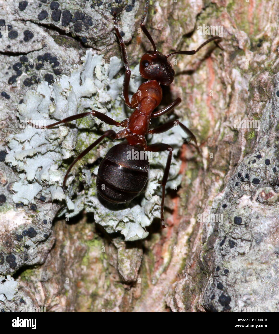 Nahaufnahme von einem europäischen roten Waldameise (Formica Polyctena oder Formica Rufa) auf einem Baum Stockfoto