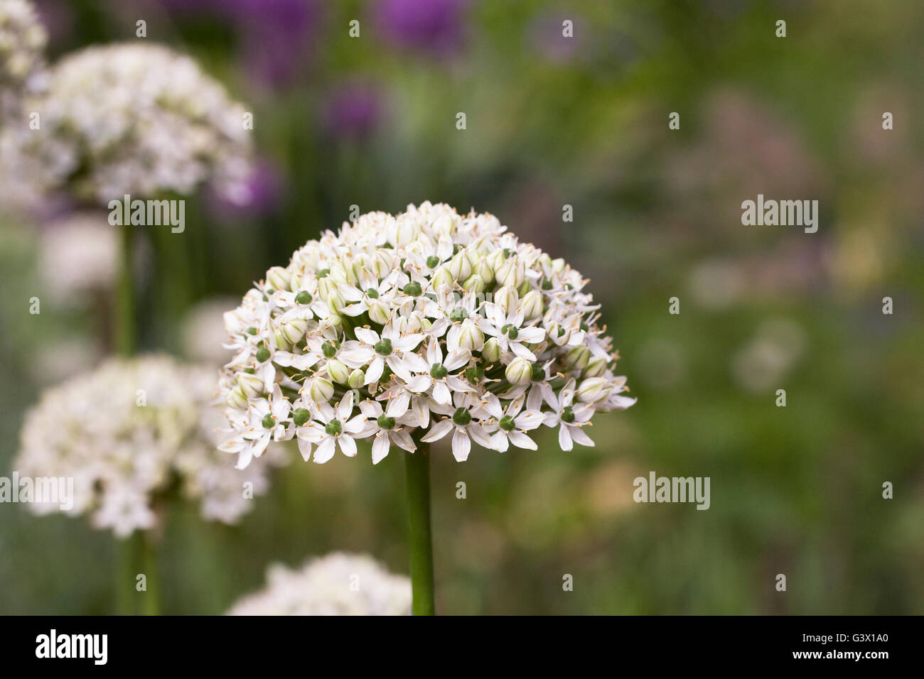 Allium Nigrum Blumen. Stockfoto