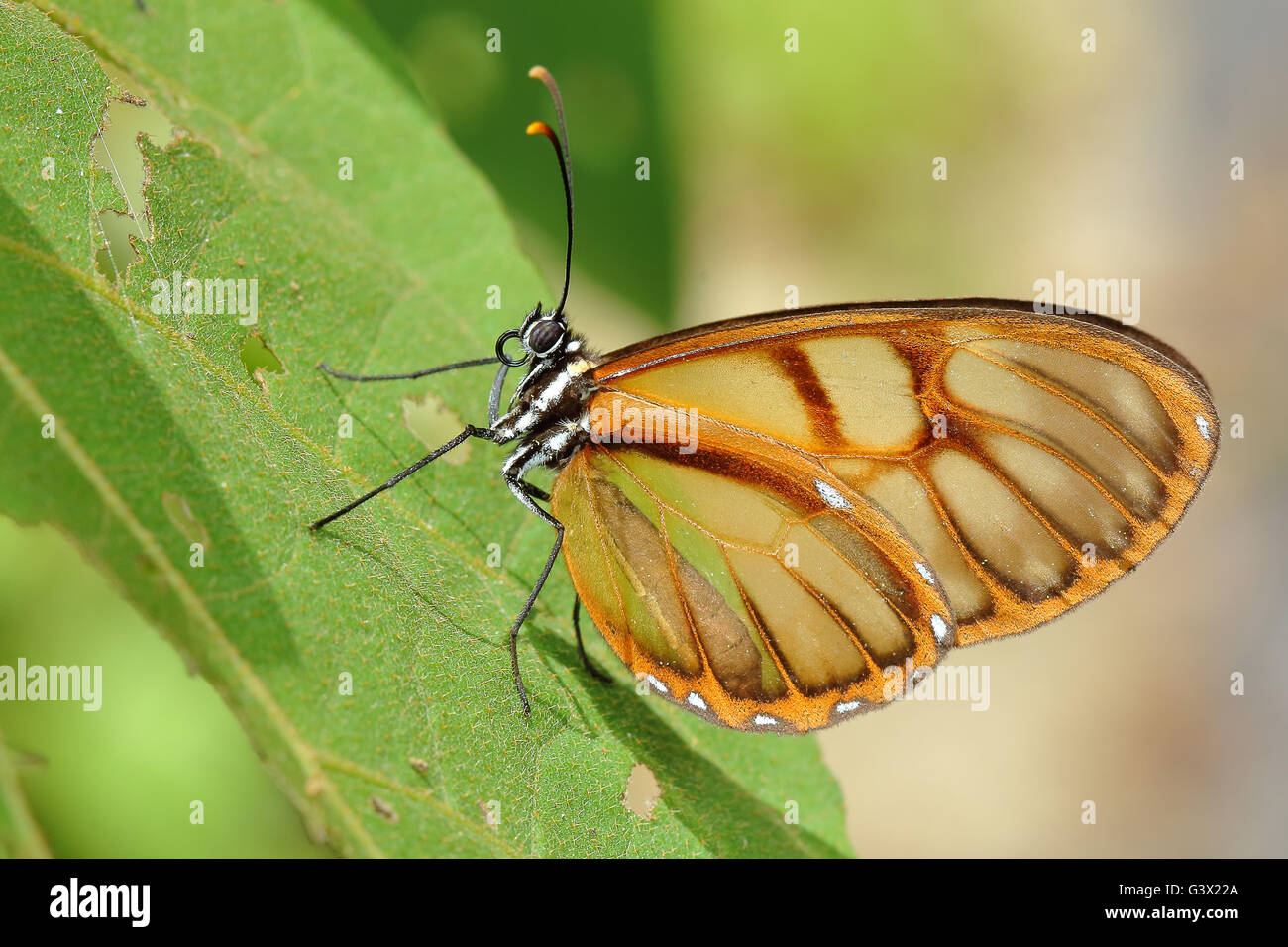 Oleria athalina butterflie. Dieses kleine und bunte Schmetterling gehört zur Gruppe der so genannten 'Crystal wings', die zu der Familie der. Stockfoto