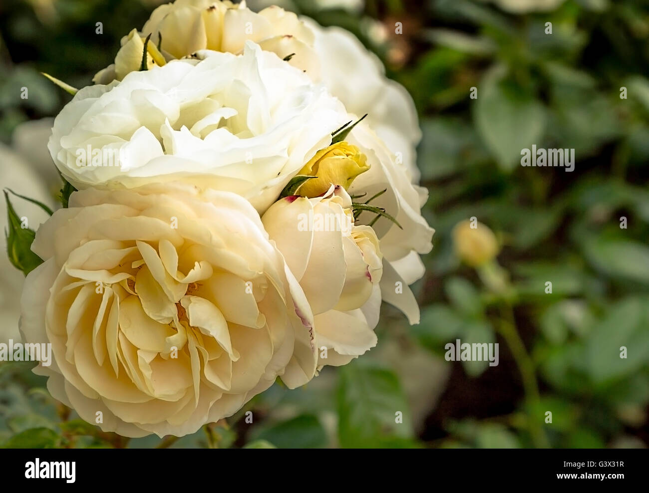 Blasse gelbe rose Stockfoto