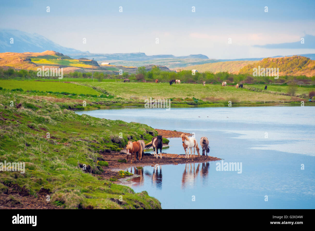 Pferde Golden Circle Region Island Stockfoto