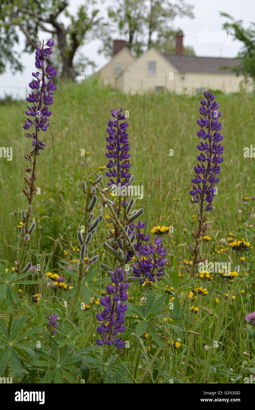 Wildblumen in der Nähe einer großen Farm in Maine. Stockfoto