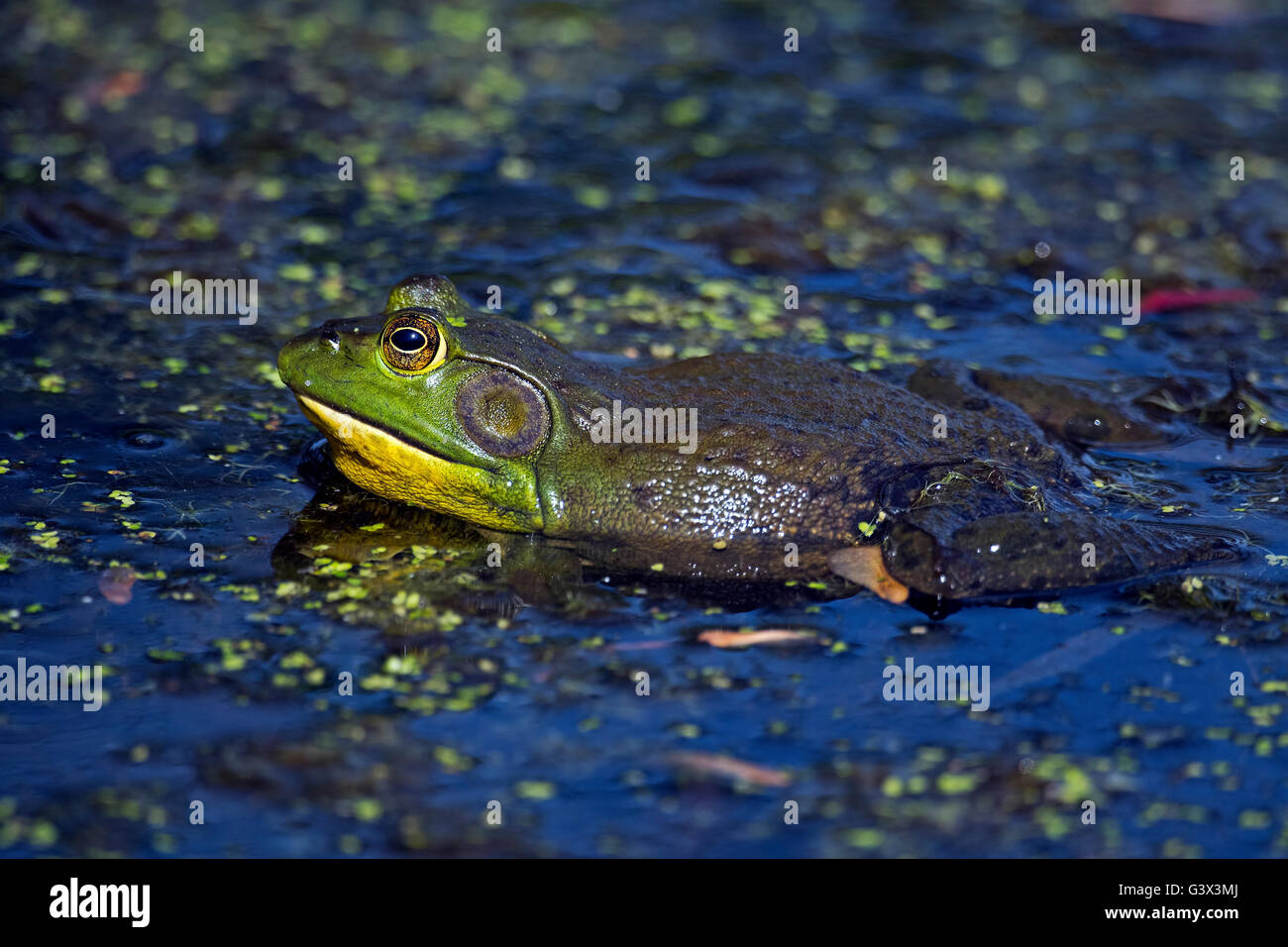 Amerikanischer Ochsenfrosch Stockfoto