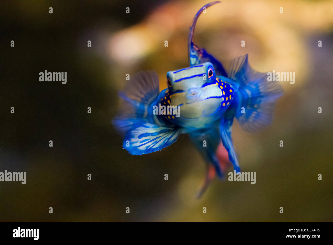 Eine kleine blaue tropische Fische, die durch das Glas von dem Aquarium beobachten. Stockfoto