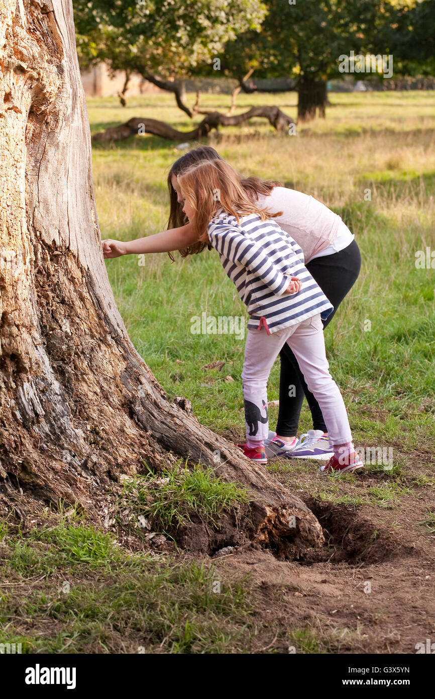 Auf der Suche nach Bugs. Zwei junge Mädchen suchen der einen Toten alten Baum für Insekten leben in die wachsende Risse. Das ältere Mädchen ist Stockfoto